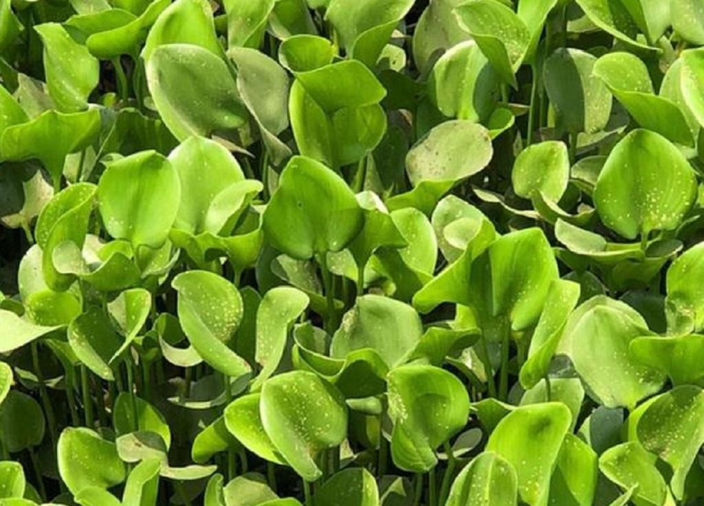 Water Hyacinth